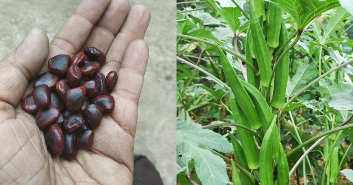 Easy Vendakka Krishi Using Puli