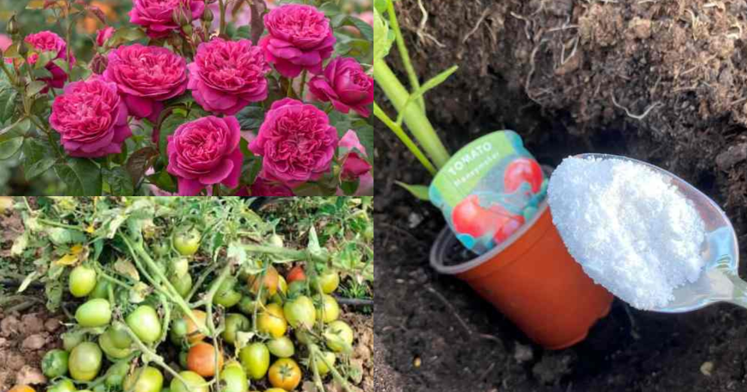 Epsom Salt For Plants