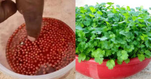 Fast Coriander Growing Method