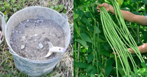 How To Prepare Best Wood Ash Compost