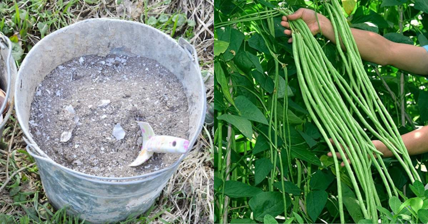 How To Prepare Best Wood Ash Compost