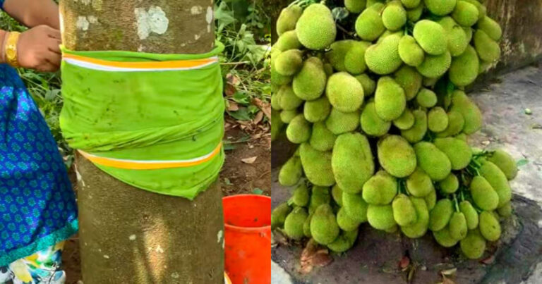 Jackfruit Cultivation Tips