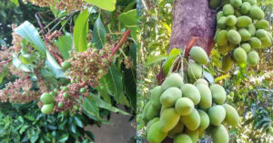 Mango Graft for High Yield