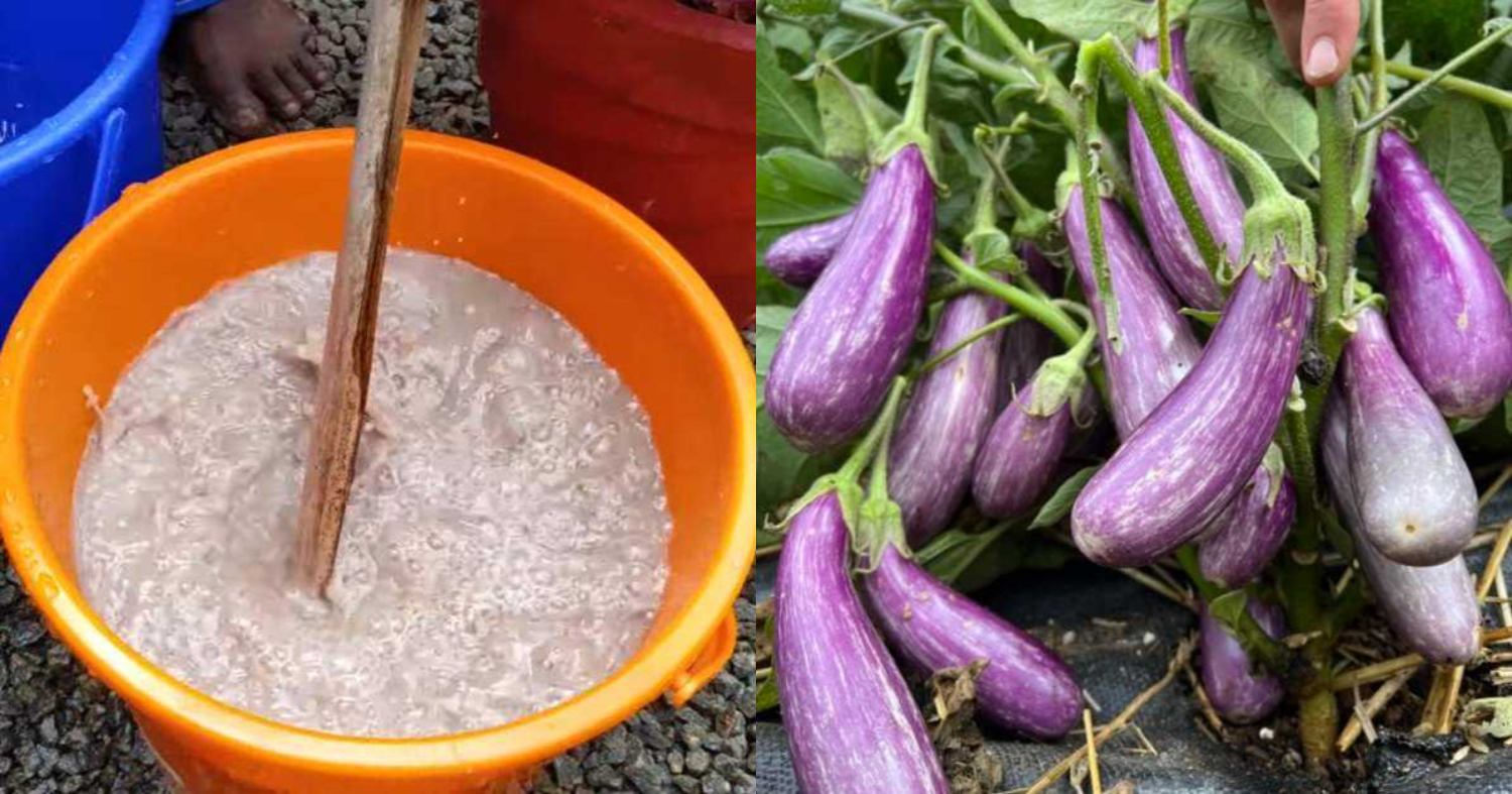 Organic Fertilizer for Brinjal Cultivation