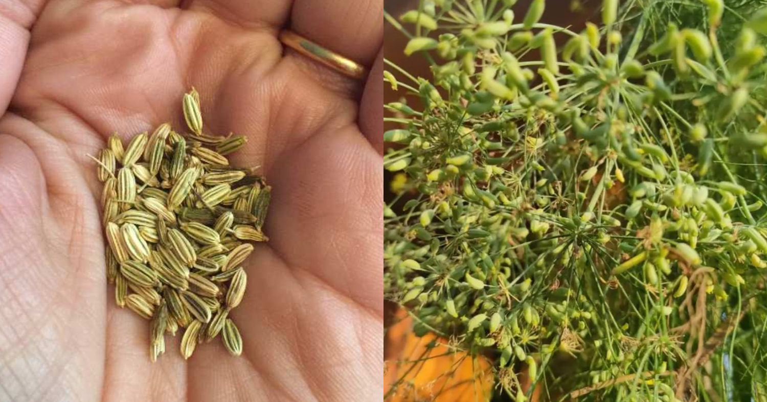 Perumjeerakam Cultivation Tips