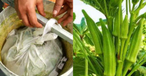 Plants Fertilizer Using Sanji