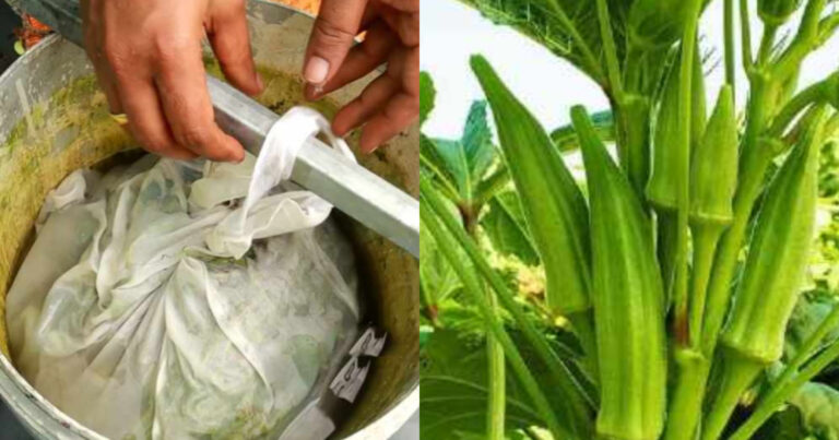 Plants Fertilizer Using Sanji
