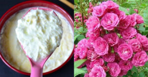 Rose Flowering Tips Using Onion And Curd