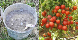 Tomato Cultivation Trick