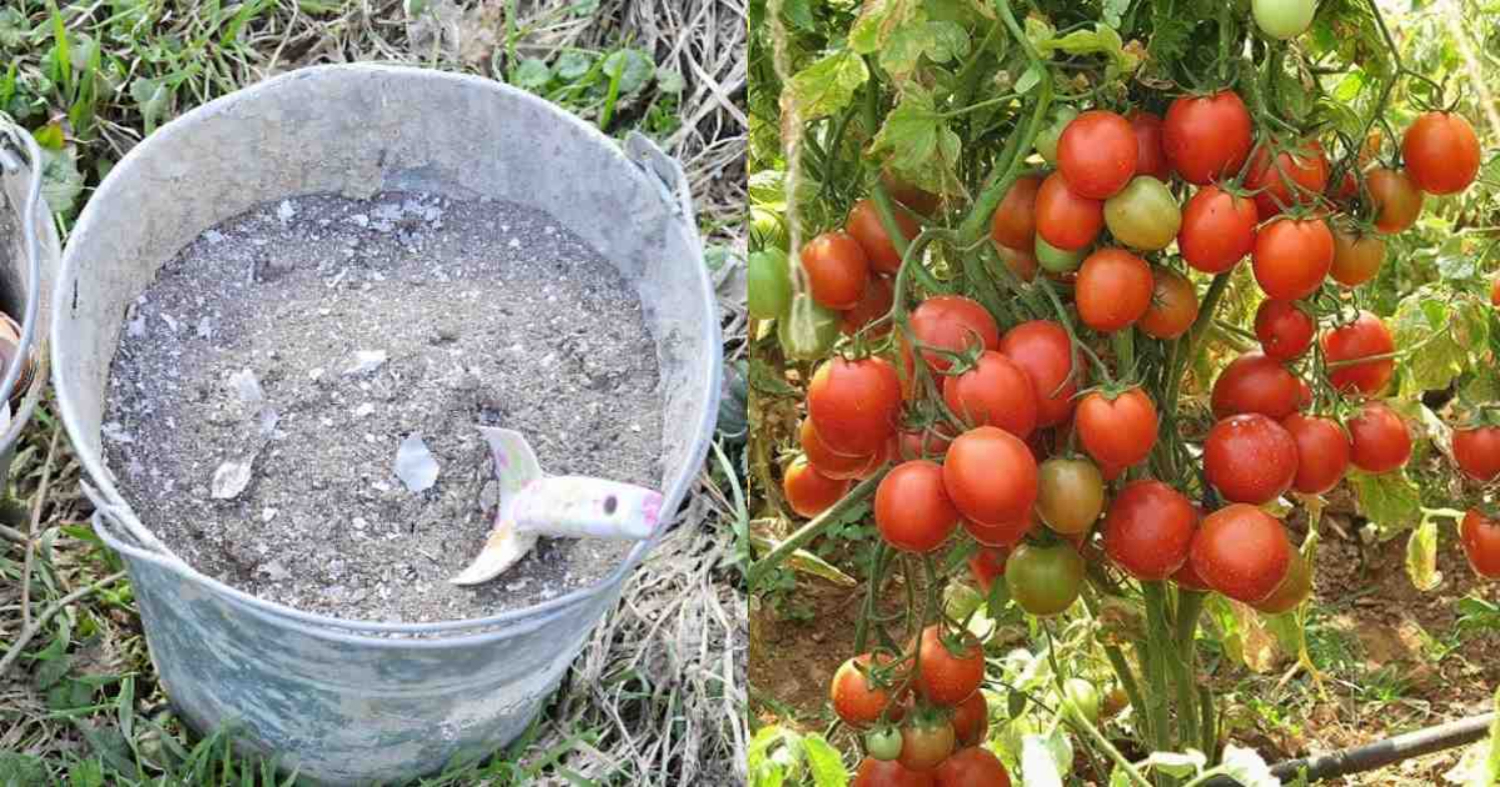 Tomato Cultivation Trick
