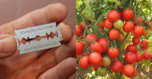 Tomato Krishi Tips Using Blede