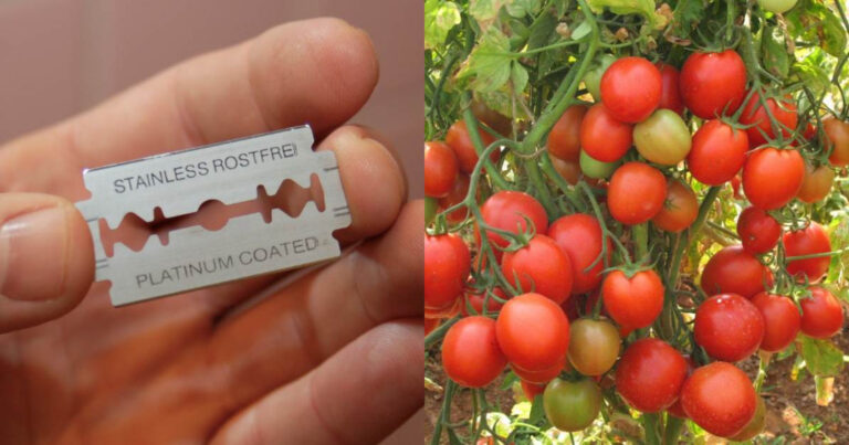 Tomato Krishi Tips Using Blede