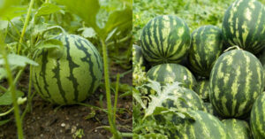 Watermelon Cultivation