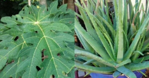 Aloe Vera Cultivation Tip Using Papaya Leaf