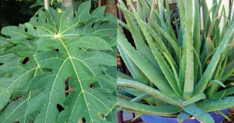 Aloe Vera Cultivation Tip Using Papaya Leaf