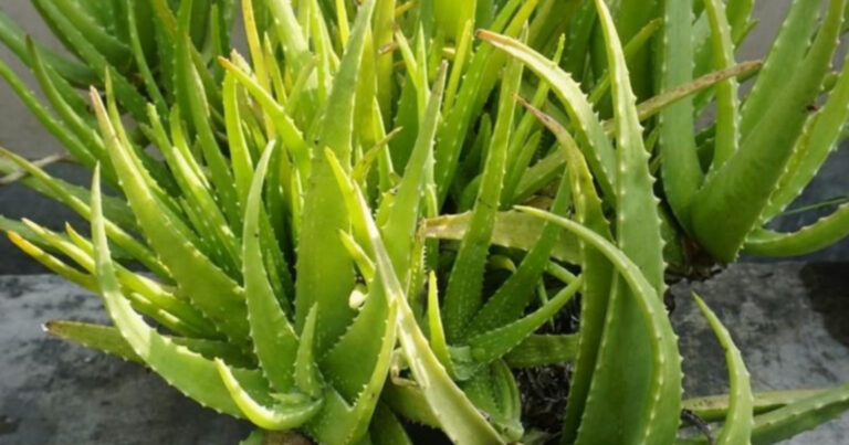 Aloe Vera Cultivation Tips