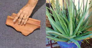 Aloe Vera Cultivation Using Clay Tile