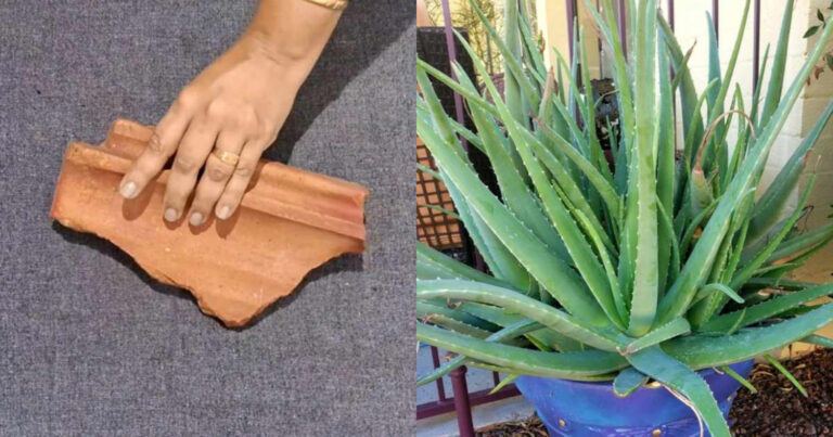 Aloe Vera Cultivation Using Clay Tile