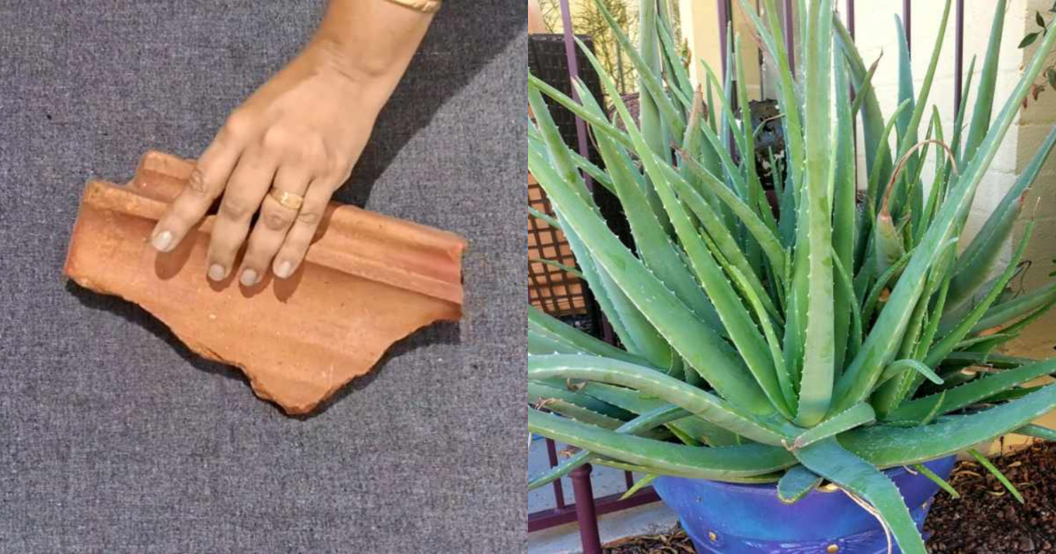 Aloe Vera Cultivation Using Clay Tile