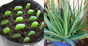 Aloe Vera Farming Tips
