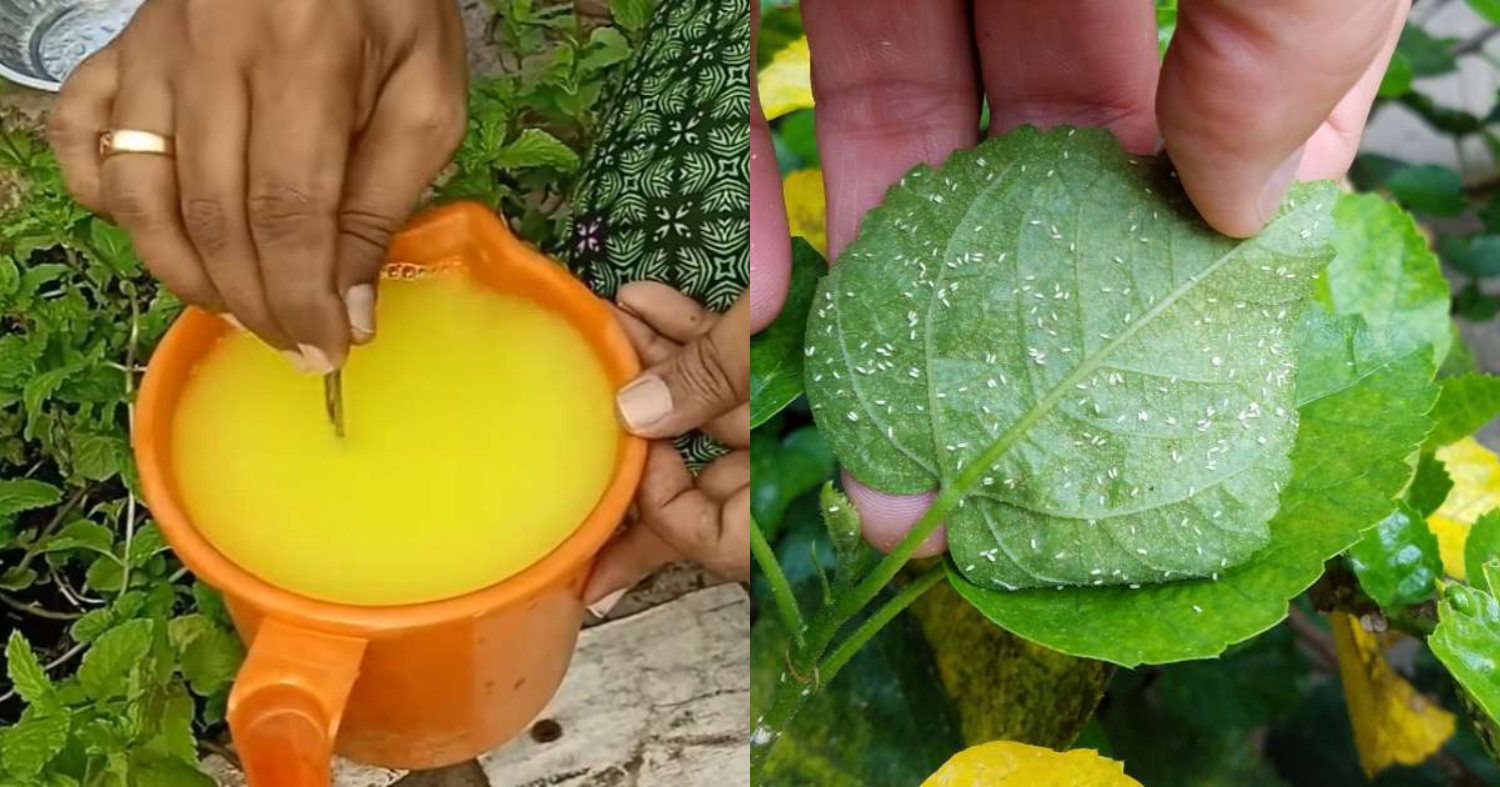 Best Pesticide For Whiteflies And Mealybug