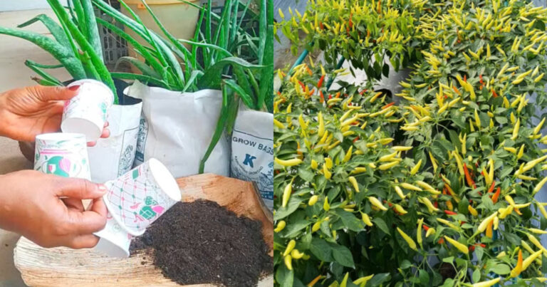 Chilli Cultivation Tips Using Paper Glass