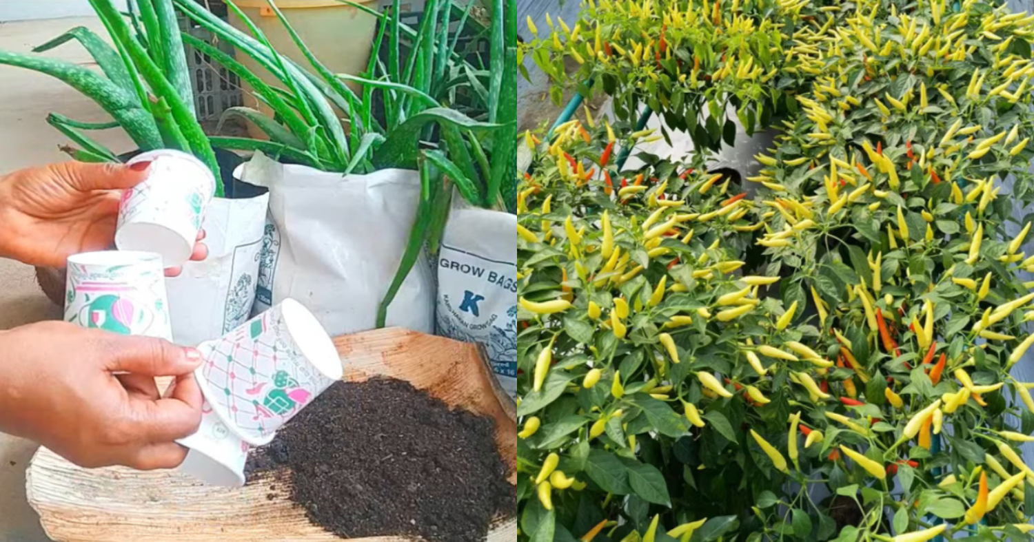 Chilli Cultivation Tips Using Paper Glass