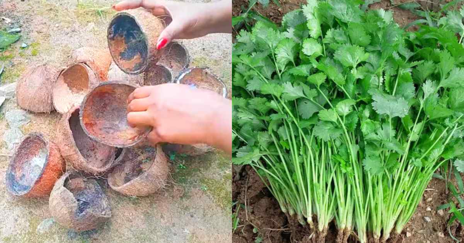 Coconut Shell Tip For Coriander Cultivation