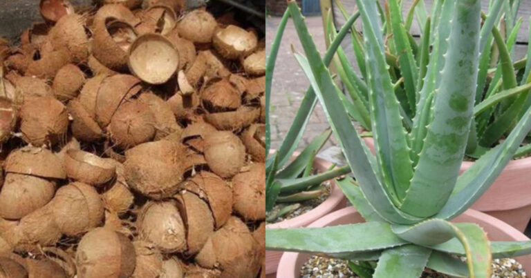 Coconut Tip For Aloe Vera Cultivation