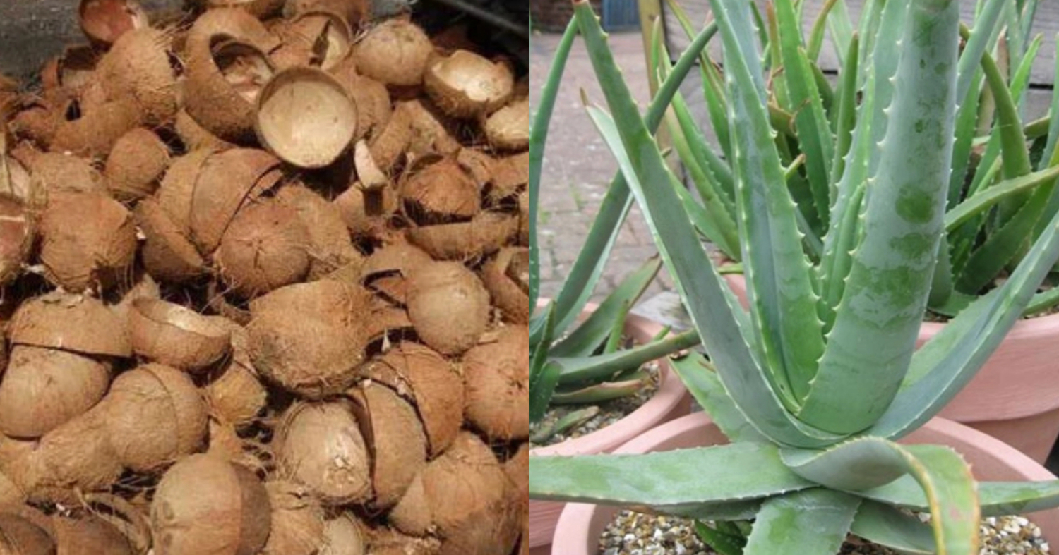 Coconut Tip For Aloe Vera Cultivation