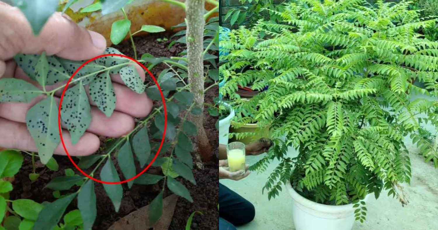 Curry Leaves Cultivation Care