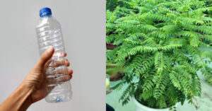 Curry Leaves Cultivation Using Bottle