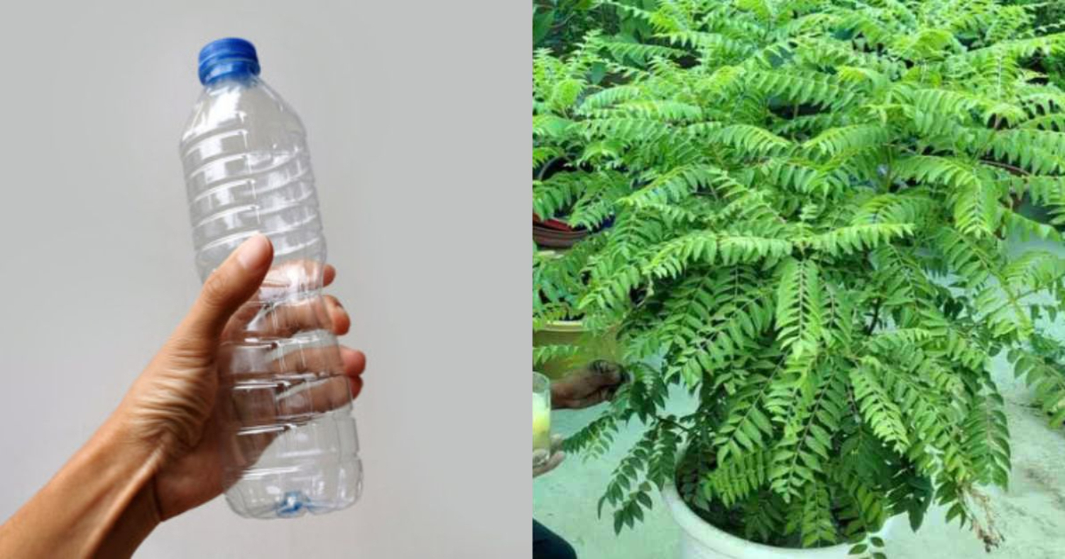 Curry Leaves Cultivation Using Bottle