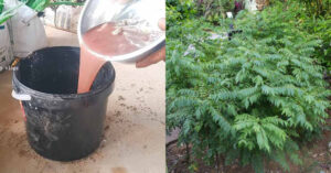 Curry Leaves Cultivation Using Fish Waste