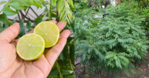 Curry Leaves Cultivation Using Lemon