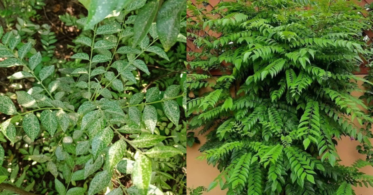 Curry Leaves White Spot
