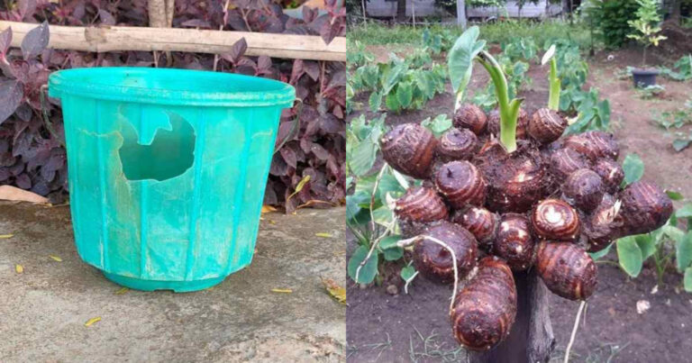 Easy Chemb Cultivation Tip