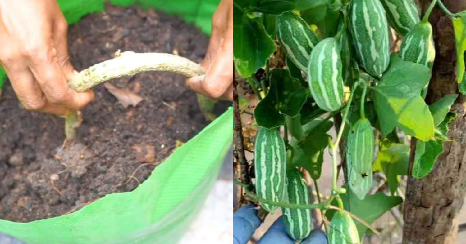 Easy Kovakka Krishi Tips