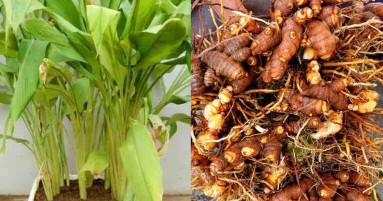 Easy Turmeric Cultivation Tips