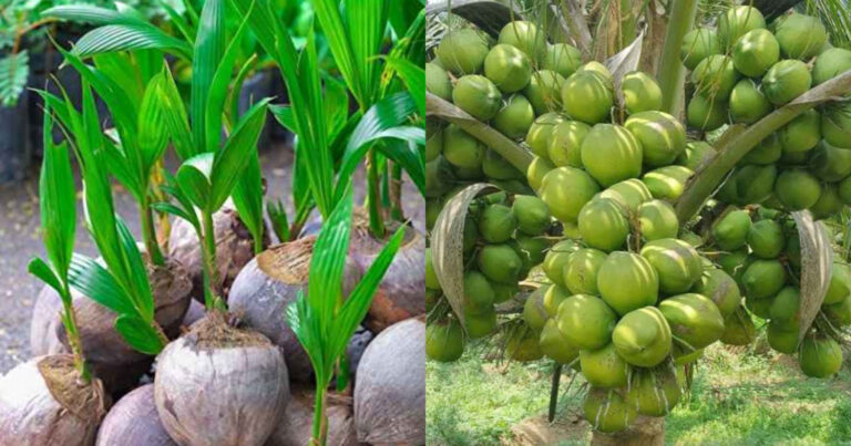Gangabondam Coconut Tree Cultivation Tips