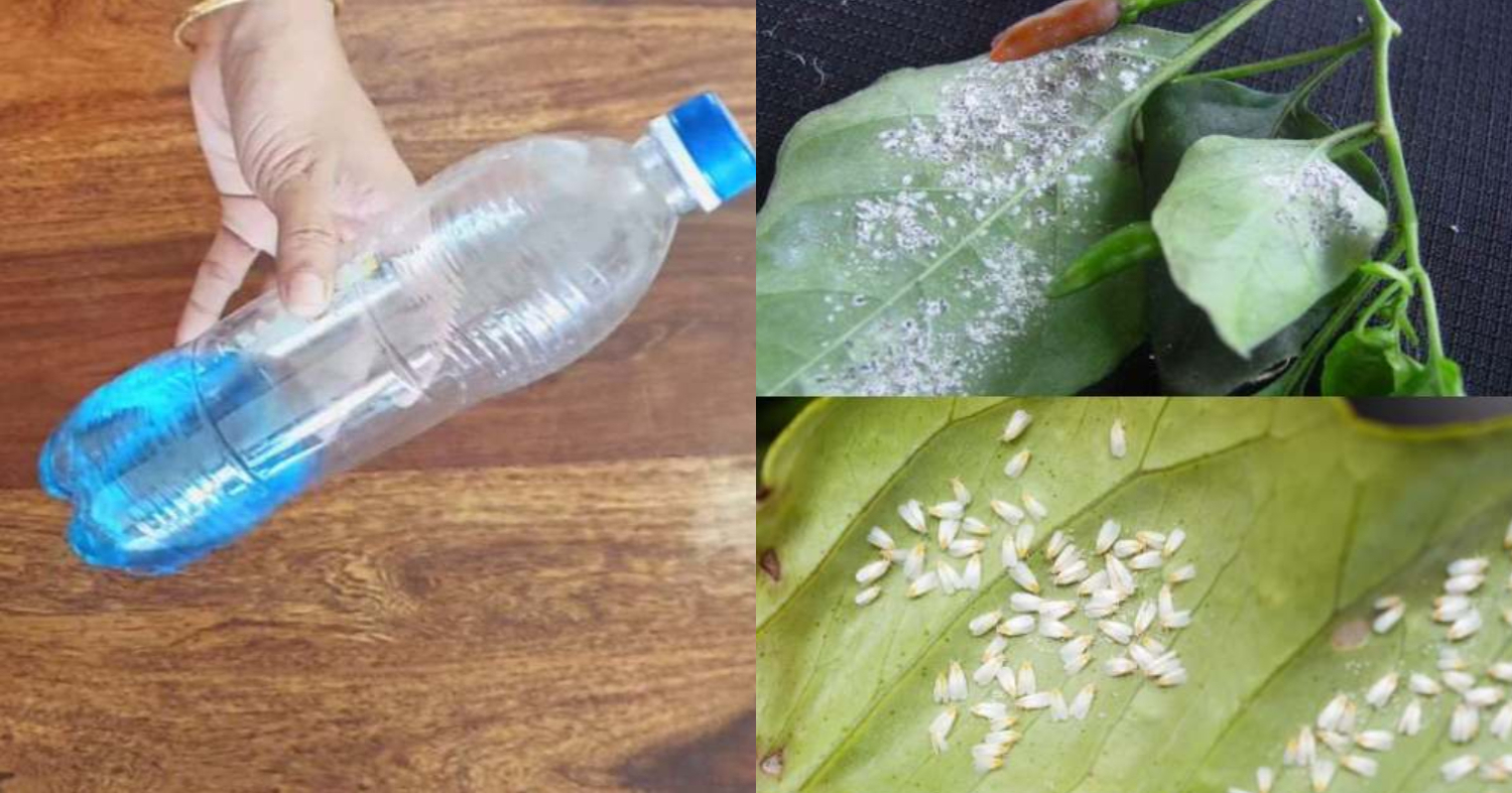 Get Rid of Whiteflies Using Kerosene