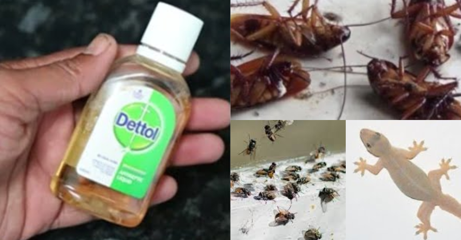 Get Ride Of Lizard Cockroaches Ant Away