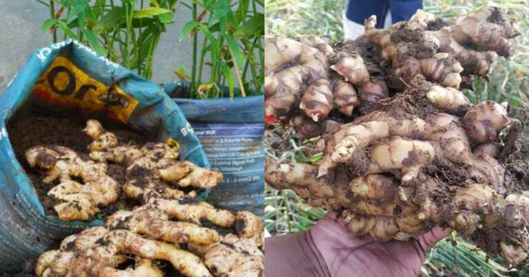 Ginger Cultivation In Grow Bags