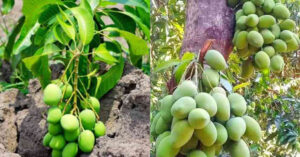 Increase Mango Production