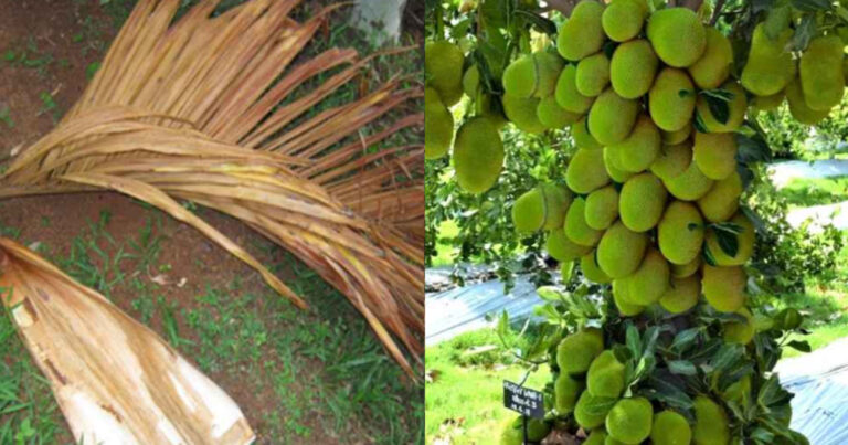 Jackfruit Cultivation Tips Using Paala