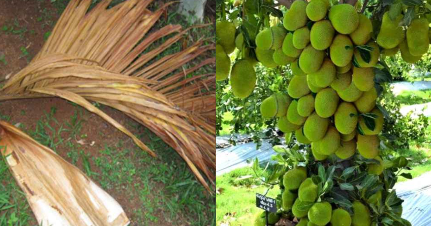 Jackfruit Cultivation Tips Using Paala