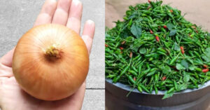 Kanthari Mulak Krishi using Onion