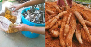Kappa Krishi Easy Tip