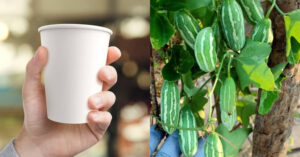 Koval Cultivation Easy Tip