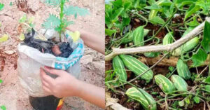 Koval Cultivation Tips